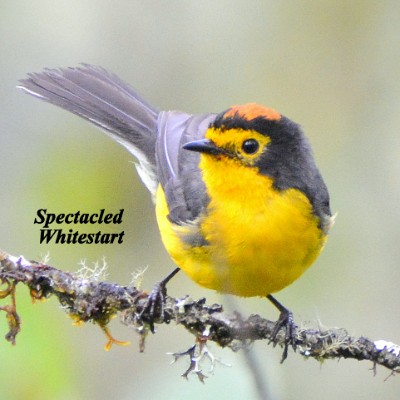 Spectacled Whitestart